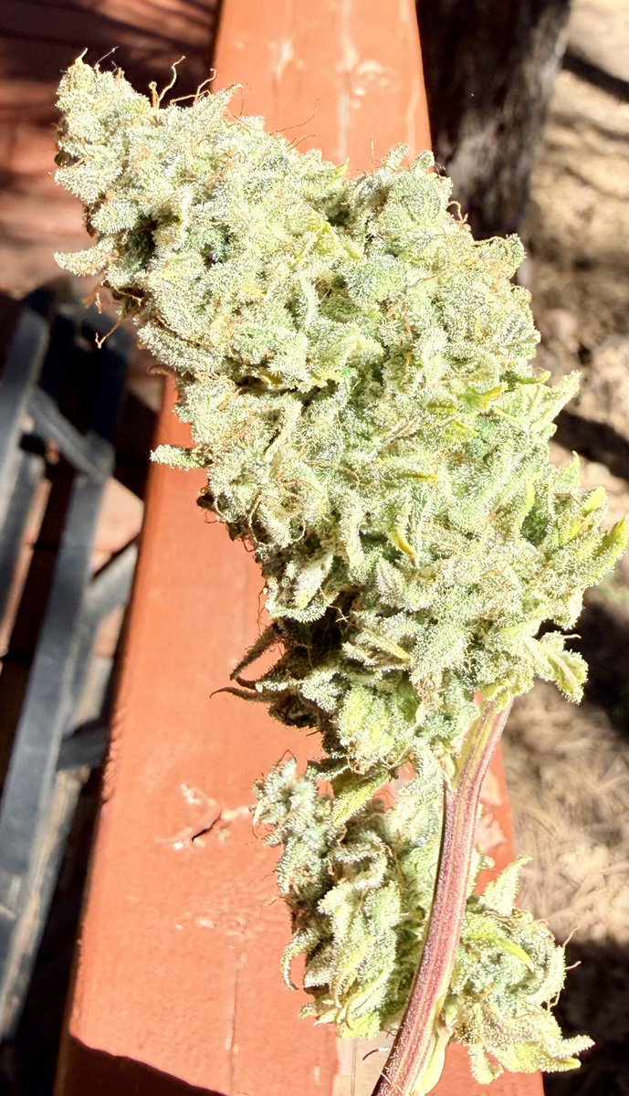 TeesMadRide's tweet image. It happened. She was yelling “No More!” 
So Paul Bunyan sent his blue ox and we uprooted this girl! Into the “Sponge” she went. Within 24 hrs she’s stable at 60-60. Can’t beat then digits! Now I see what direction she goes now. So fire!🔥
#LFG @Mmemberville_ @OSC_CLONES day 72