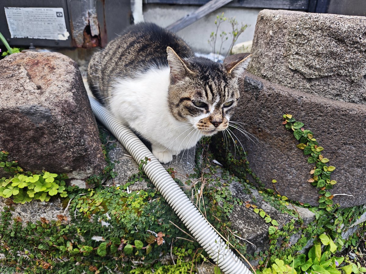 あくあ🔞VRChat tweet media