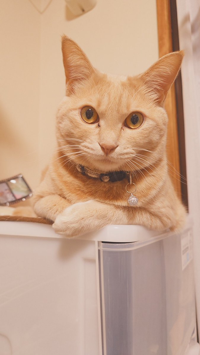 加賀ﾏﾈｼﾞｬ tweet media