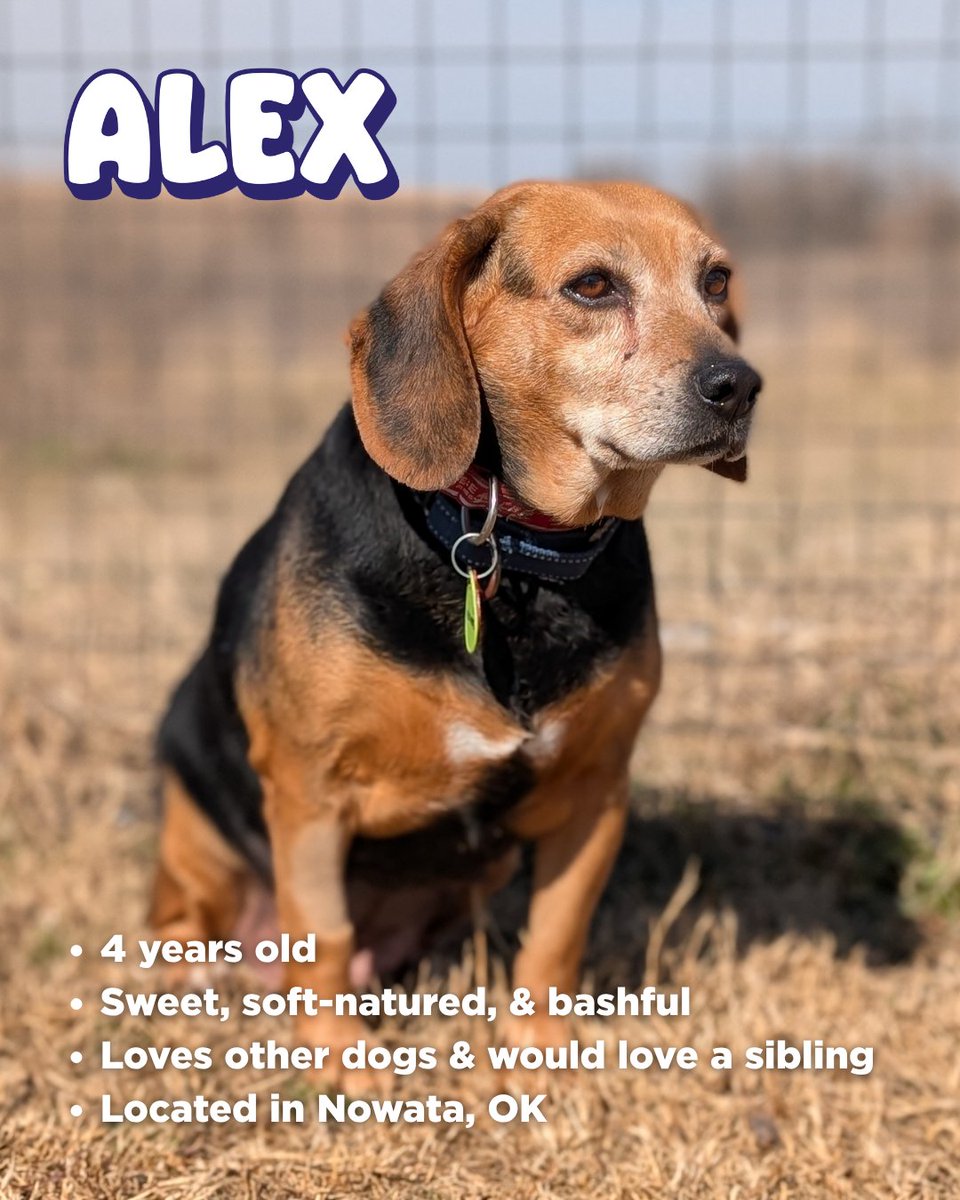 Beagle Freedom Project tweet media