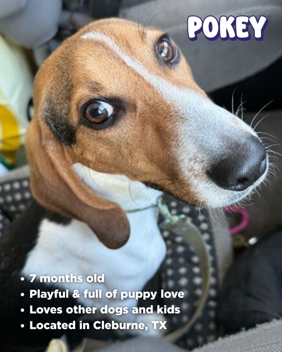 Beagle Freedom Project tweet media