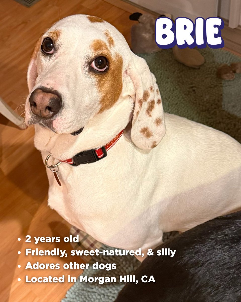 Beagle Freedom Project tweet media