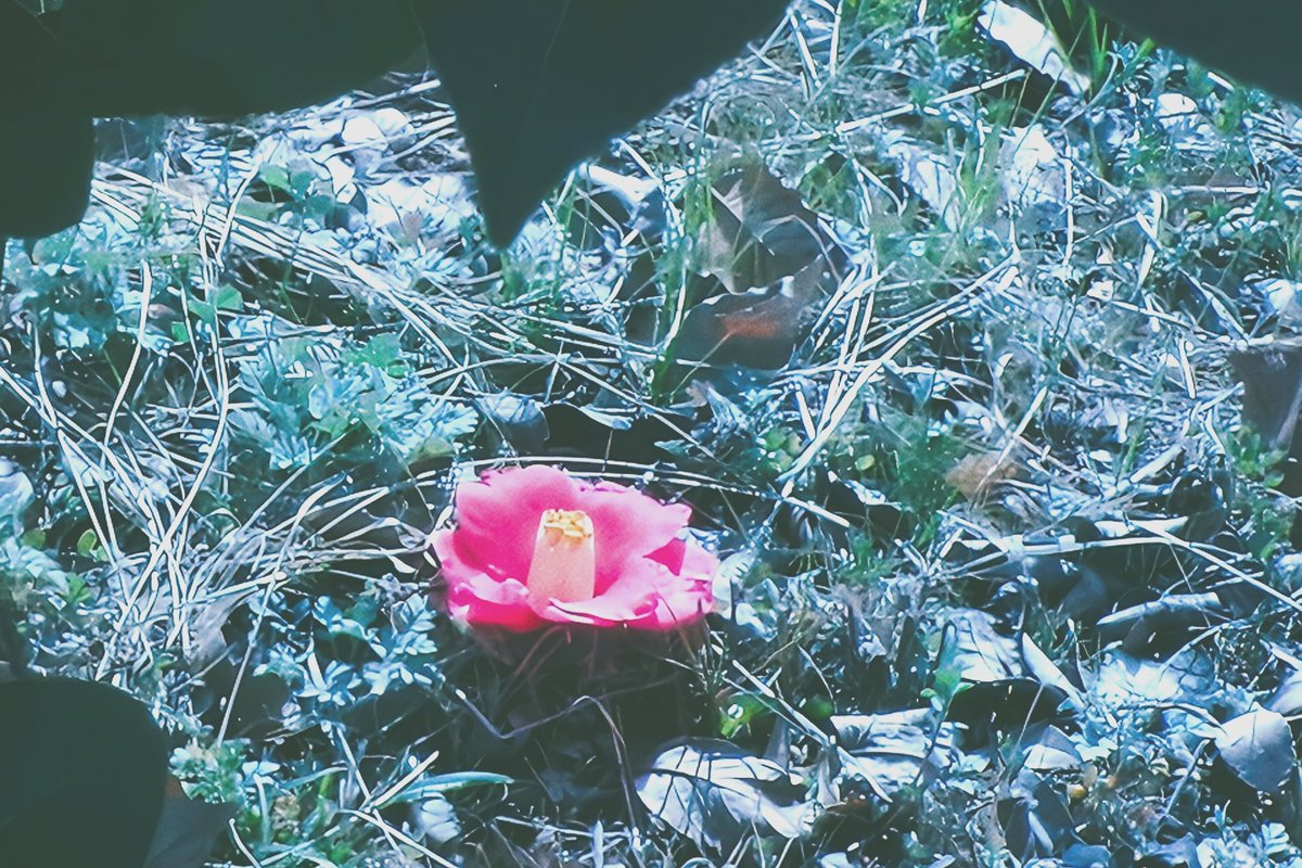 mint︎︎𓂃⟡.· tweet media