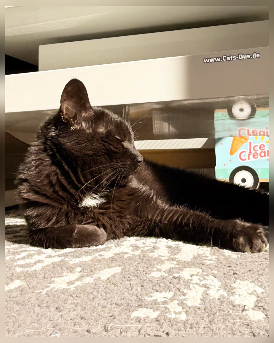 Tiger und Sternchen tweet media