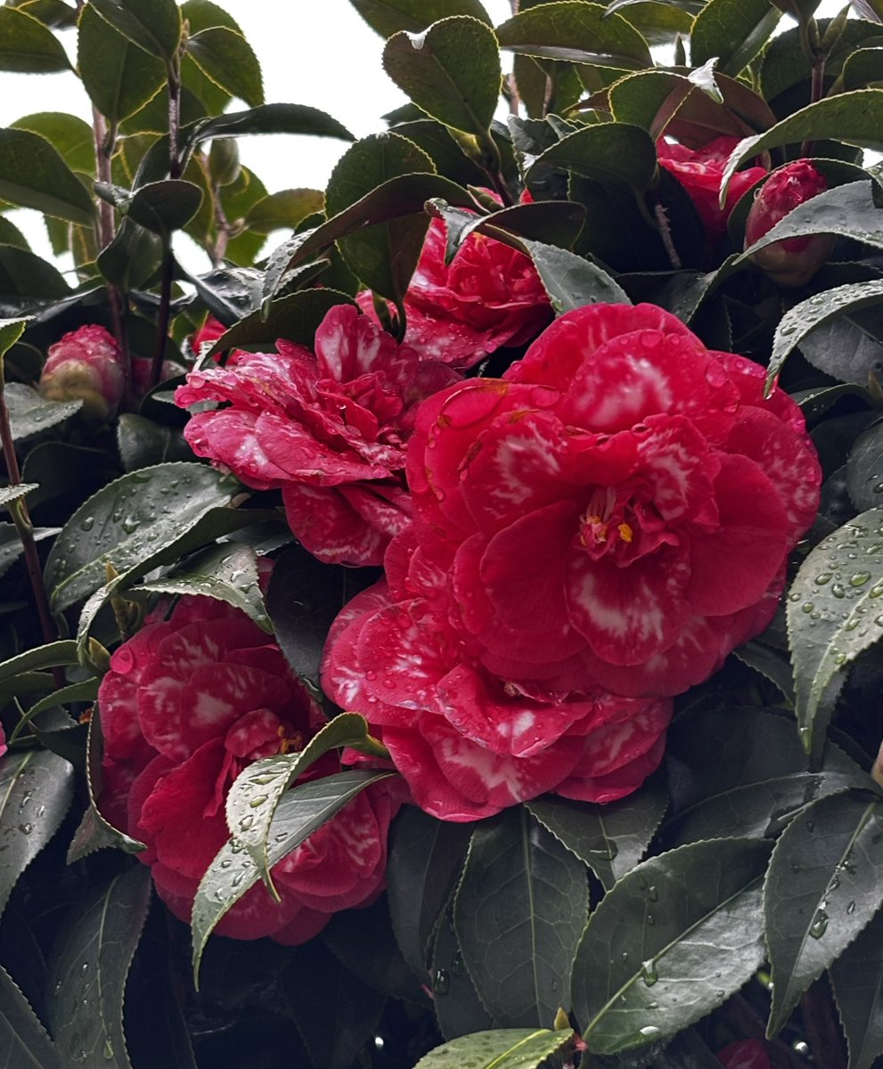 tea🍵てぃー tweet media