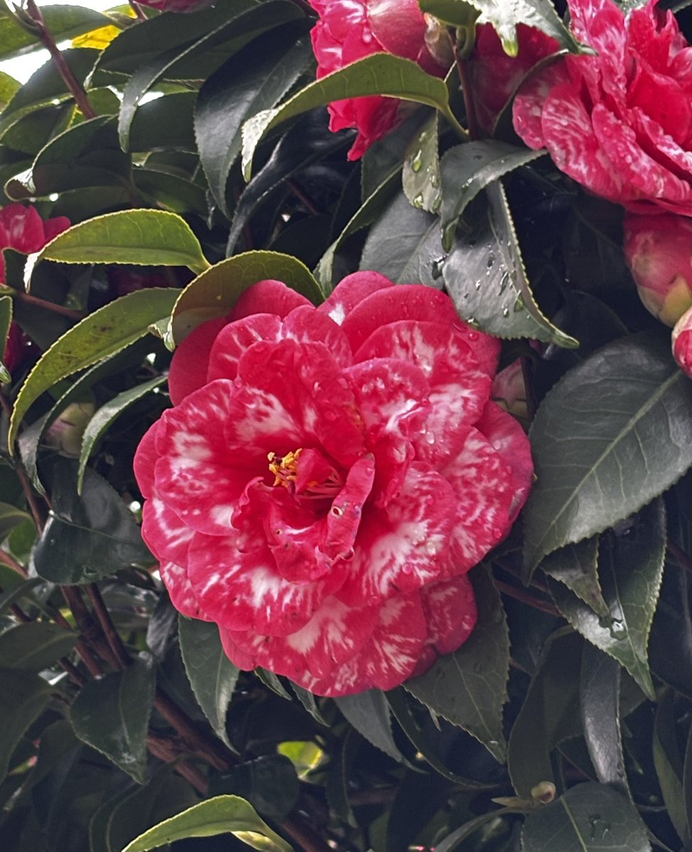 tea🍵てぃー tweet media