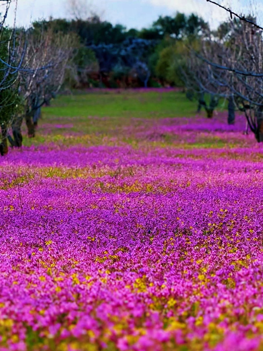 راما اليوسف tweet media