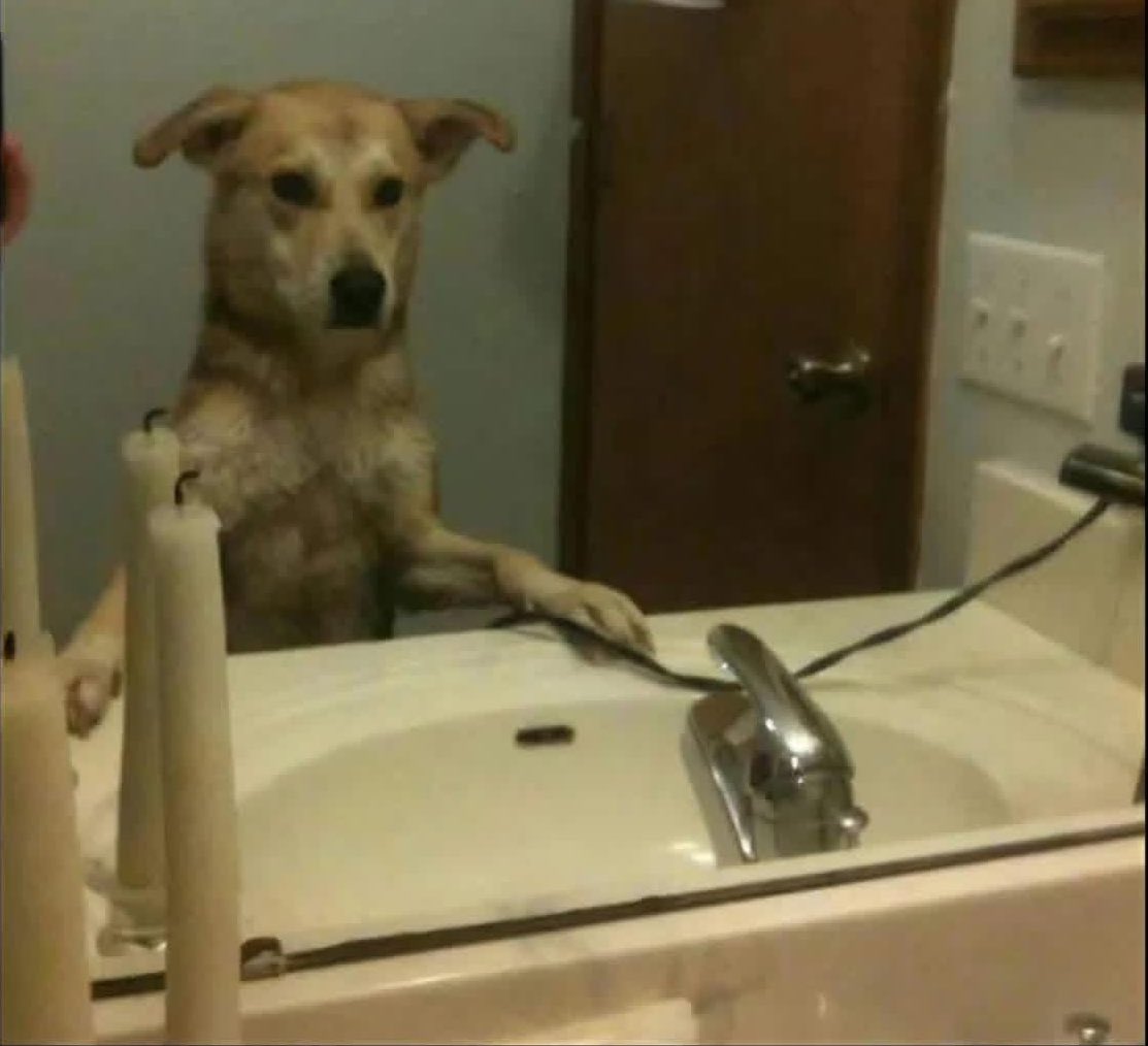 DiloConPerritos's tweet photo. Yo viendo que el pantalón que a finales de año me quedaba grande, apenas me cierra… https://t.co/KiE6ZgXTH9