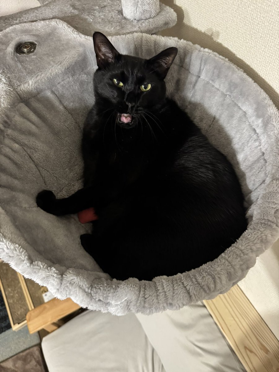 🐈‍⬛ニャンこっち🐾 tweet media