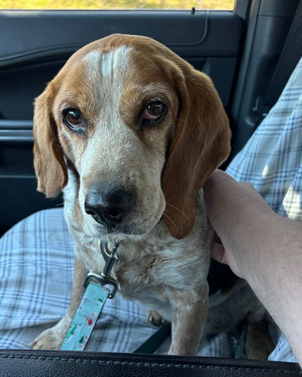 Beagle Freedom Project tweet media