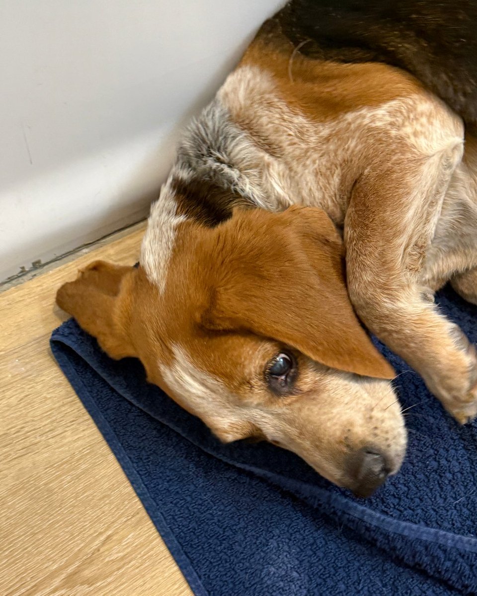 Beagle Freedom Project tweet media