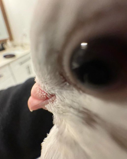 Sir Abolish DHS tweet media