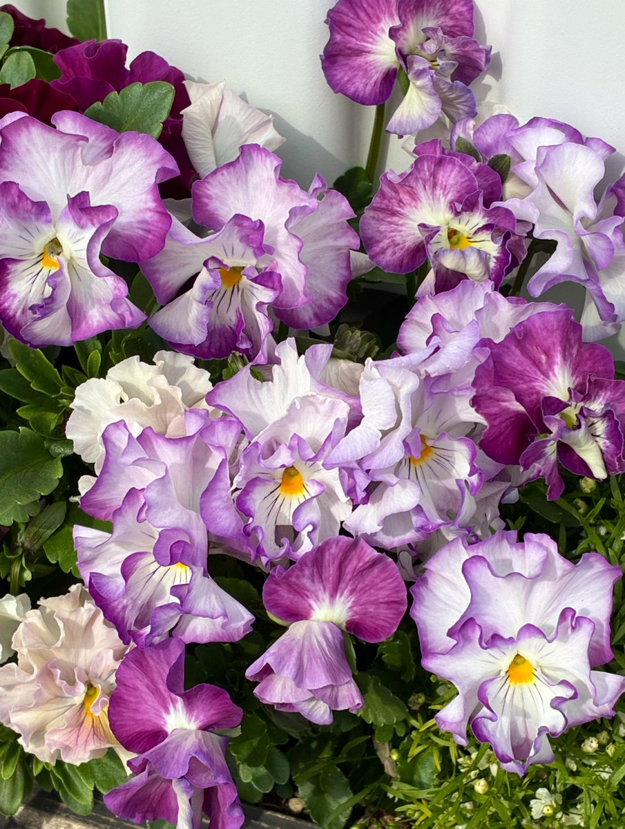 YUMEKAです。ココナラ始めました tweet media