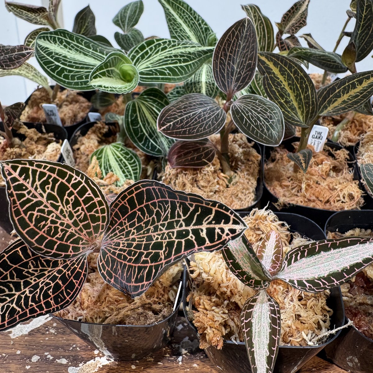 THE GAKI @ジュエルオーキッド tweet media