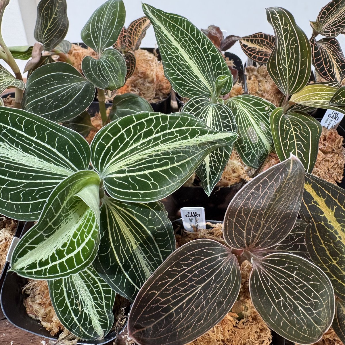 THE GAKI @ジュエルオーキッド tweet media