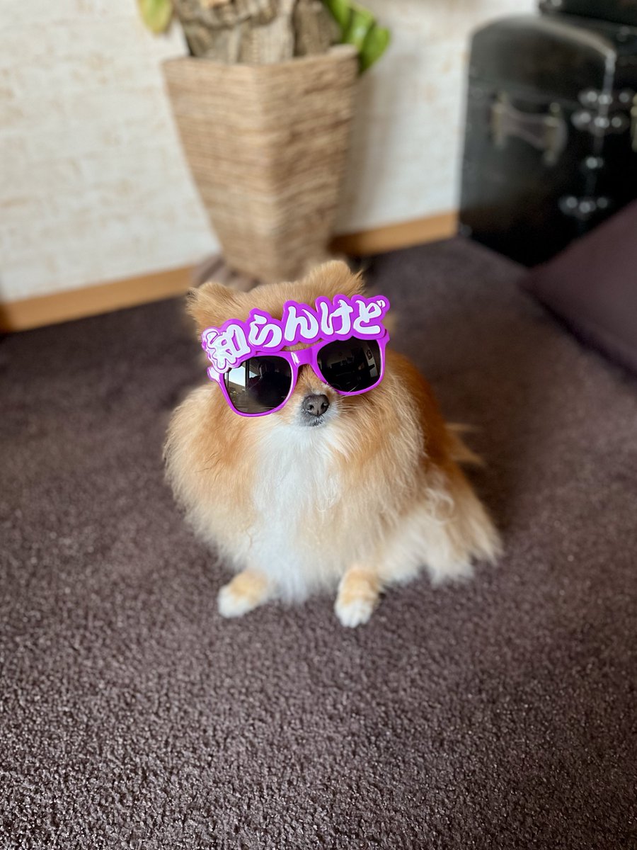 ニコリ (ポメラニアン) tweet media