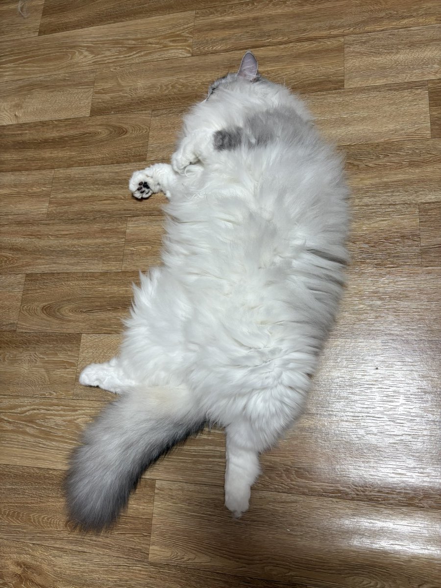 말랭이 tweet media