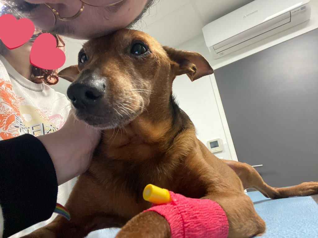 léticio 🐧 tweet media