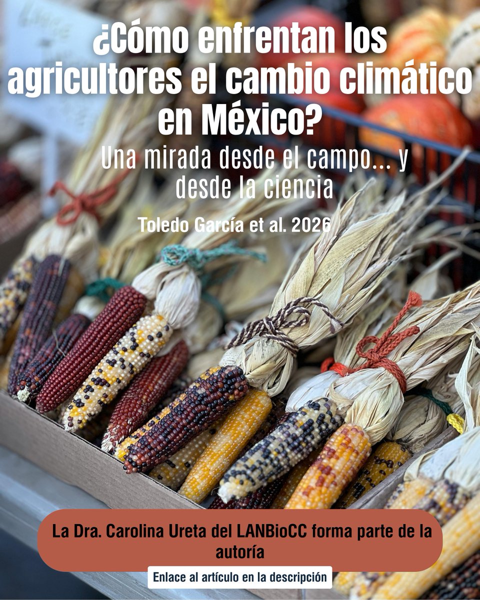 LNCBioCC's tweet photo. 🌽🌎 En México, el cambio climático ya afecta la producción de maíz.

Un estudio en Atmósfera muestra:
🔹 Agricultores reconocen el problema, pero actúan empíricamente https://t.co/VtgEsEiYvB