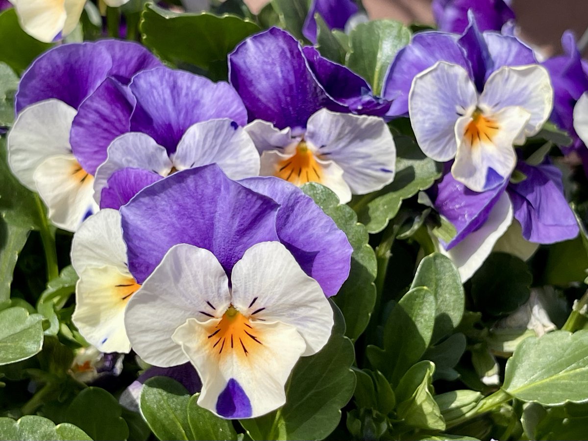 池田工業社【公式】おもちゃの会社🧸 tweet media