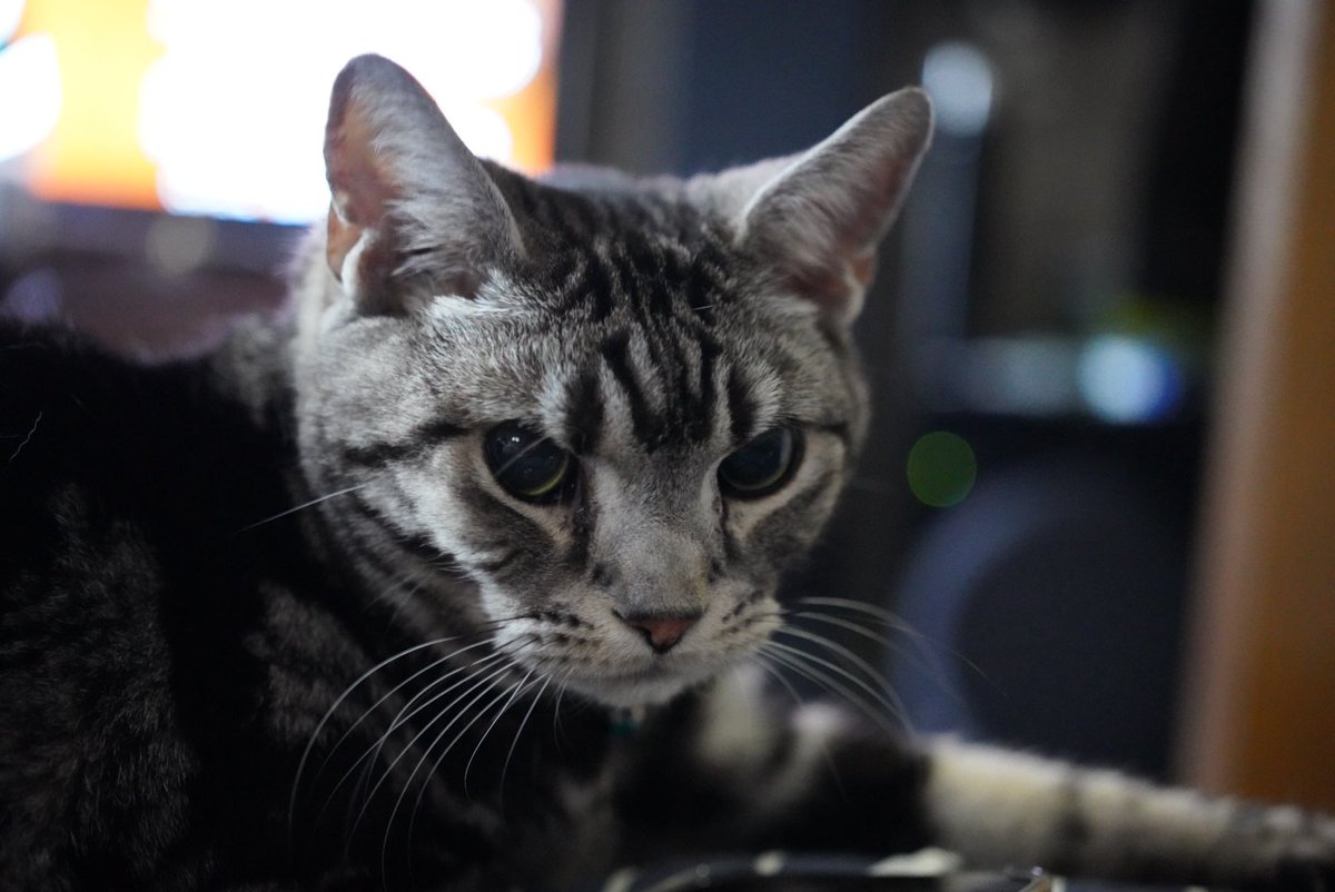 バロンさん tweet media