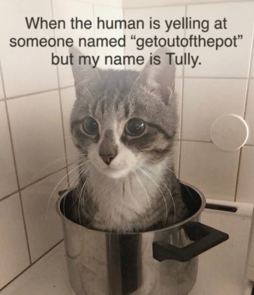 smol silly cat tweet media