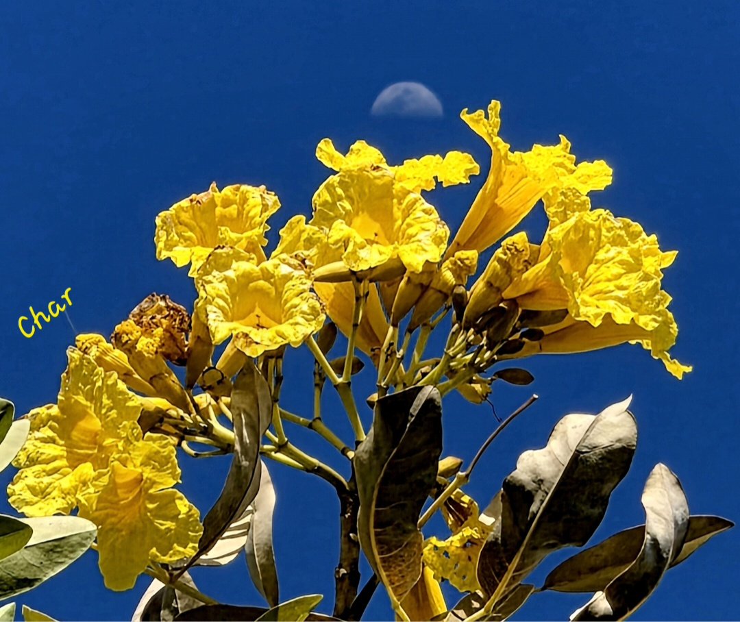 Char☀NaturePhoto 🌼 tweet media