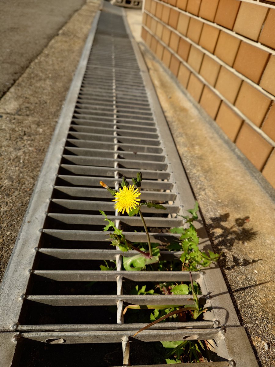 トキちゃん tweet media