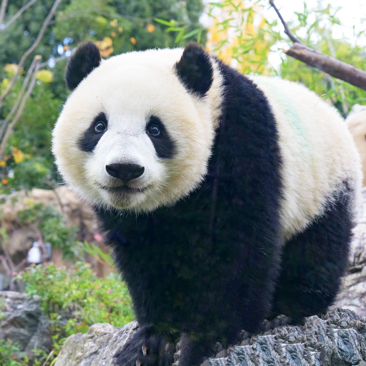 ぱんだまんち tweet media