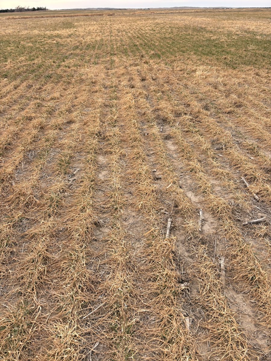 Logan Pribbeno ✌️ tweet media