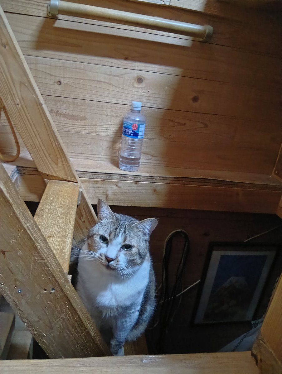 ちび選手 tweet media