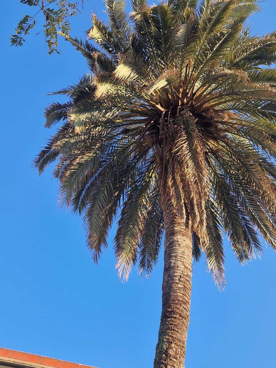 Sevillanos, os engaño tweet media