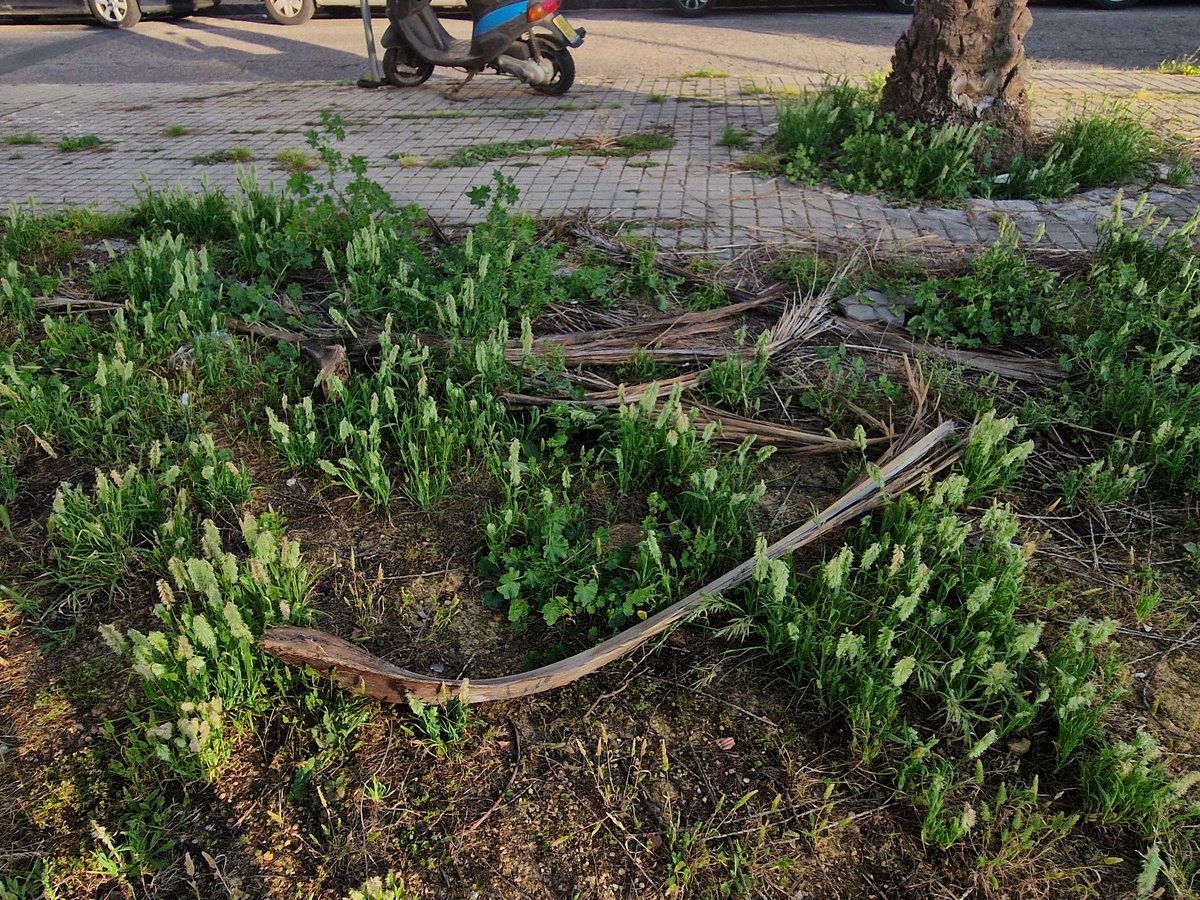 Sevillanos, os engaño tweet media