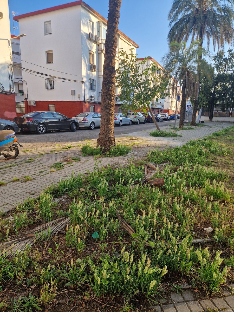 Sevillanos, os engaño tweet media