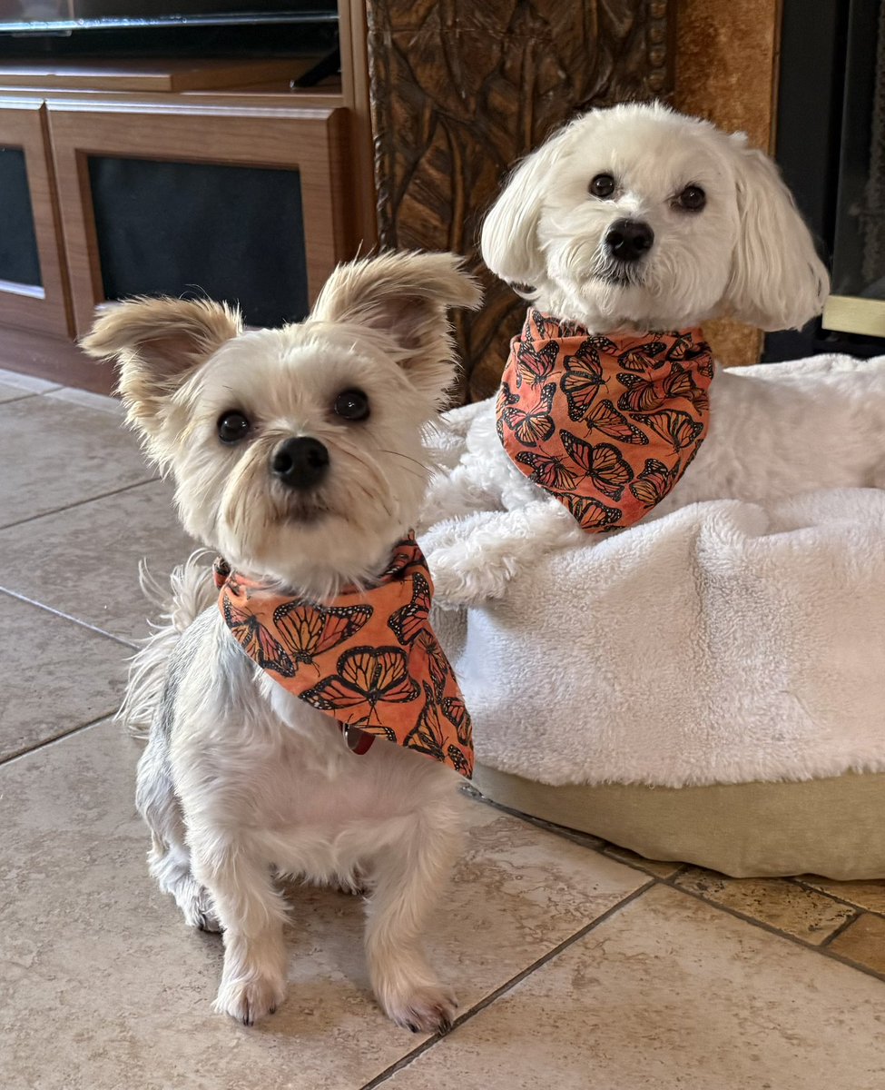 Sir Bailey tweet media