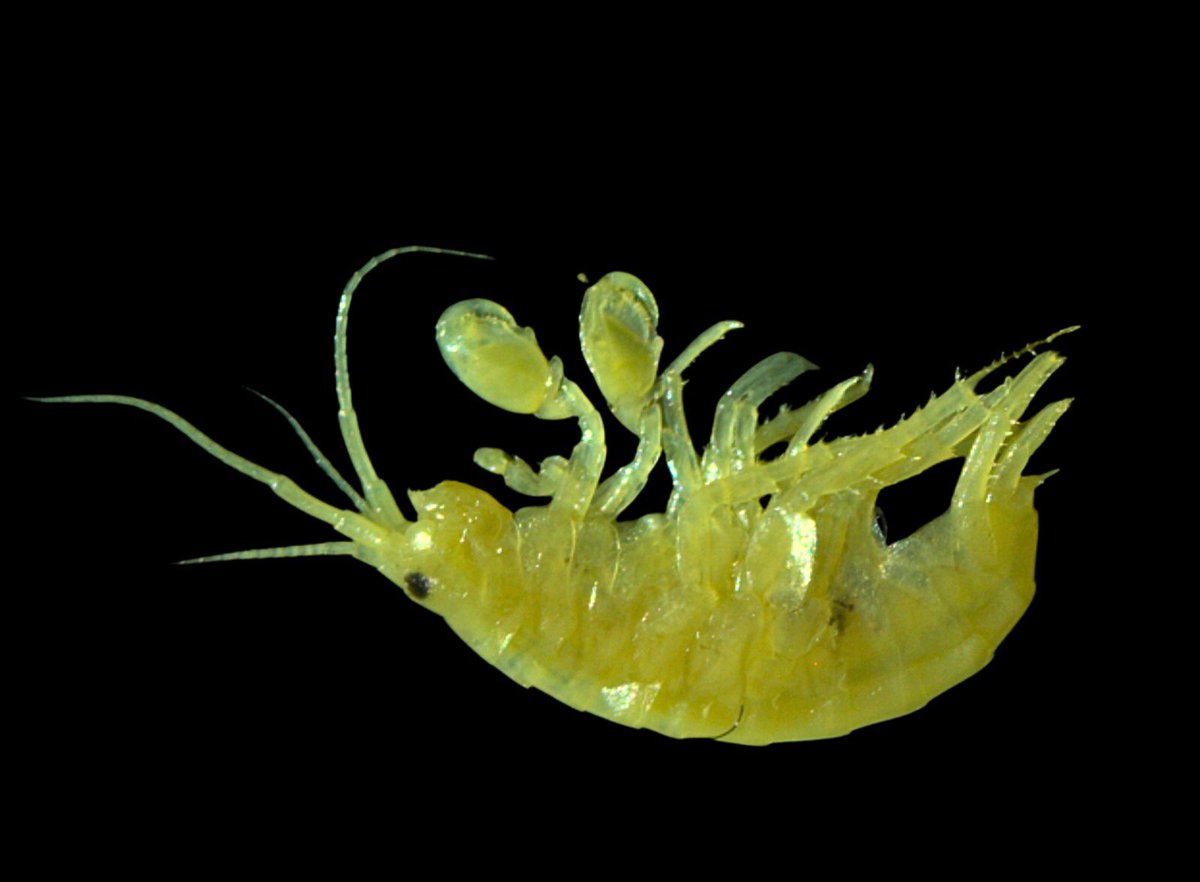 classoalcala's tweet photo. Iniciamos este año con el estudio de la biodiversidad acuática y semiacuática del Lago de Tota desde el @inst_humboldt con apoyo de futuros aliados como @Corpoboyaca @UPTCoficial y otras organizaciones y universidades. Iremos contando avances @Henry_Gallo7 https://t.co/M8qC0ZgPzt