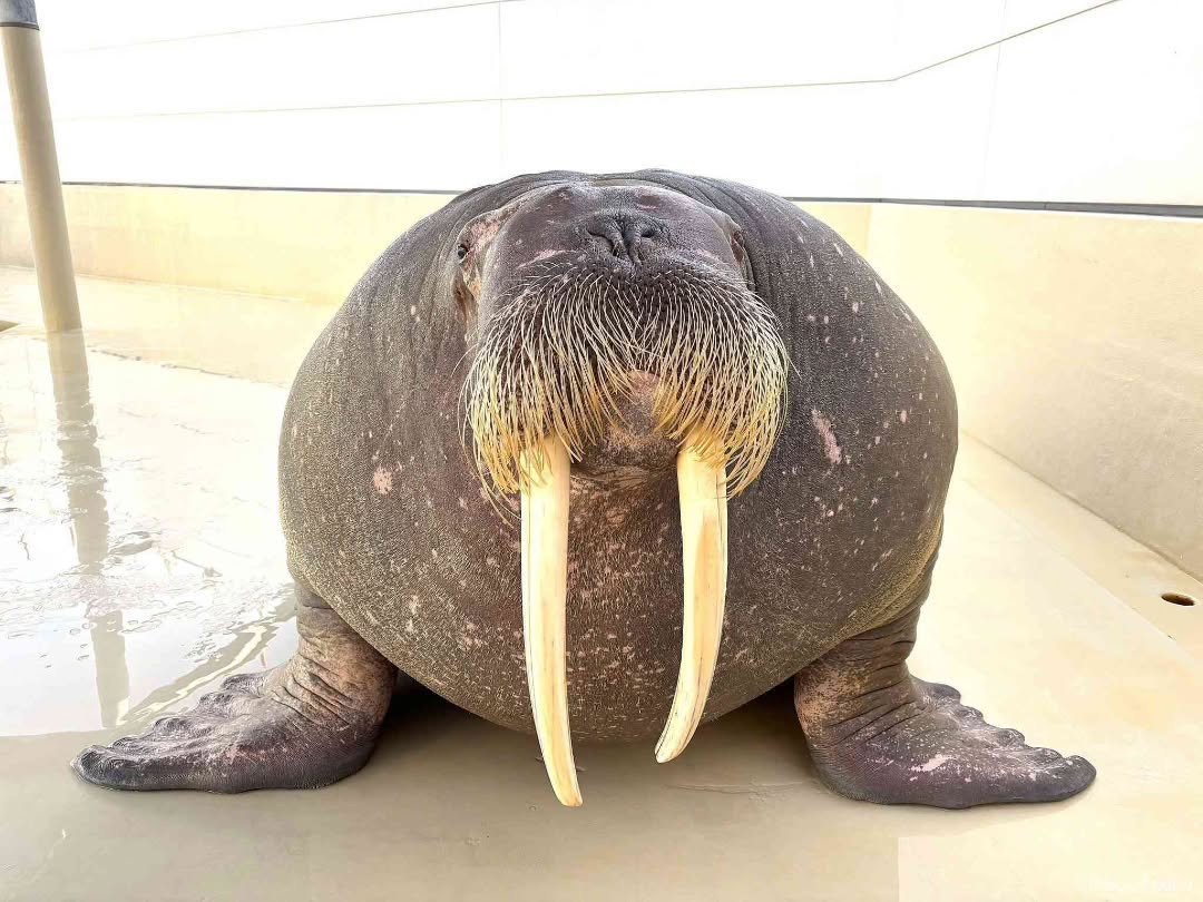 henrique tweet media