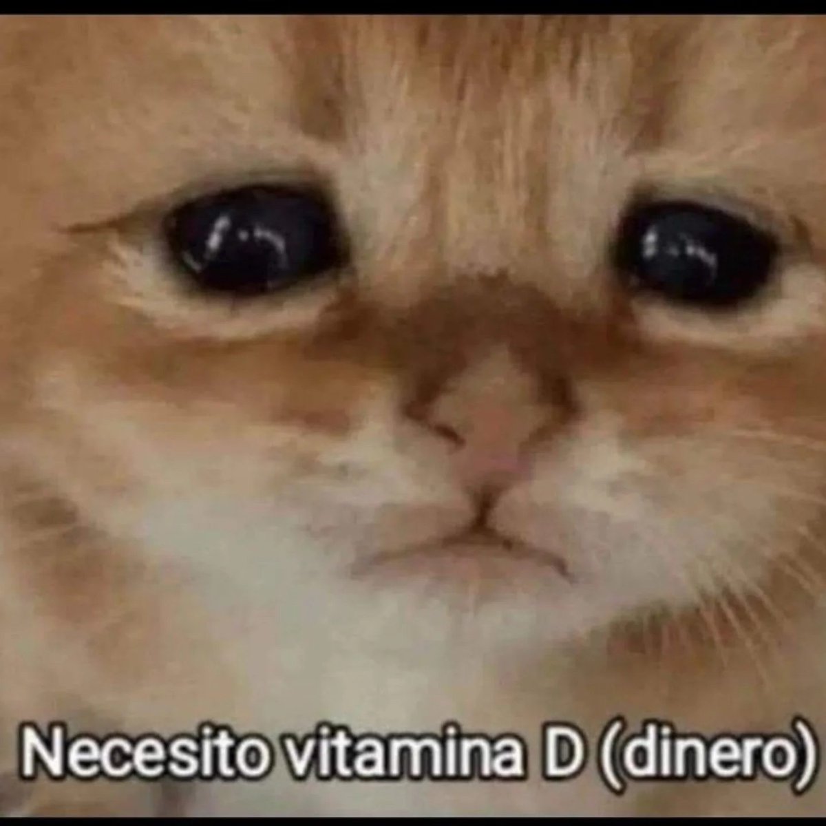 Mundo de Bigotes tweet media