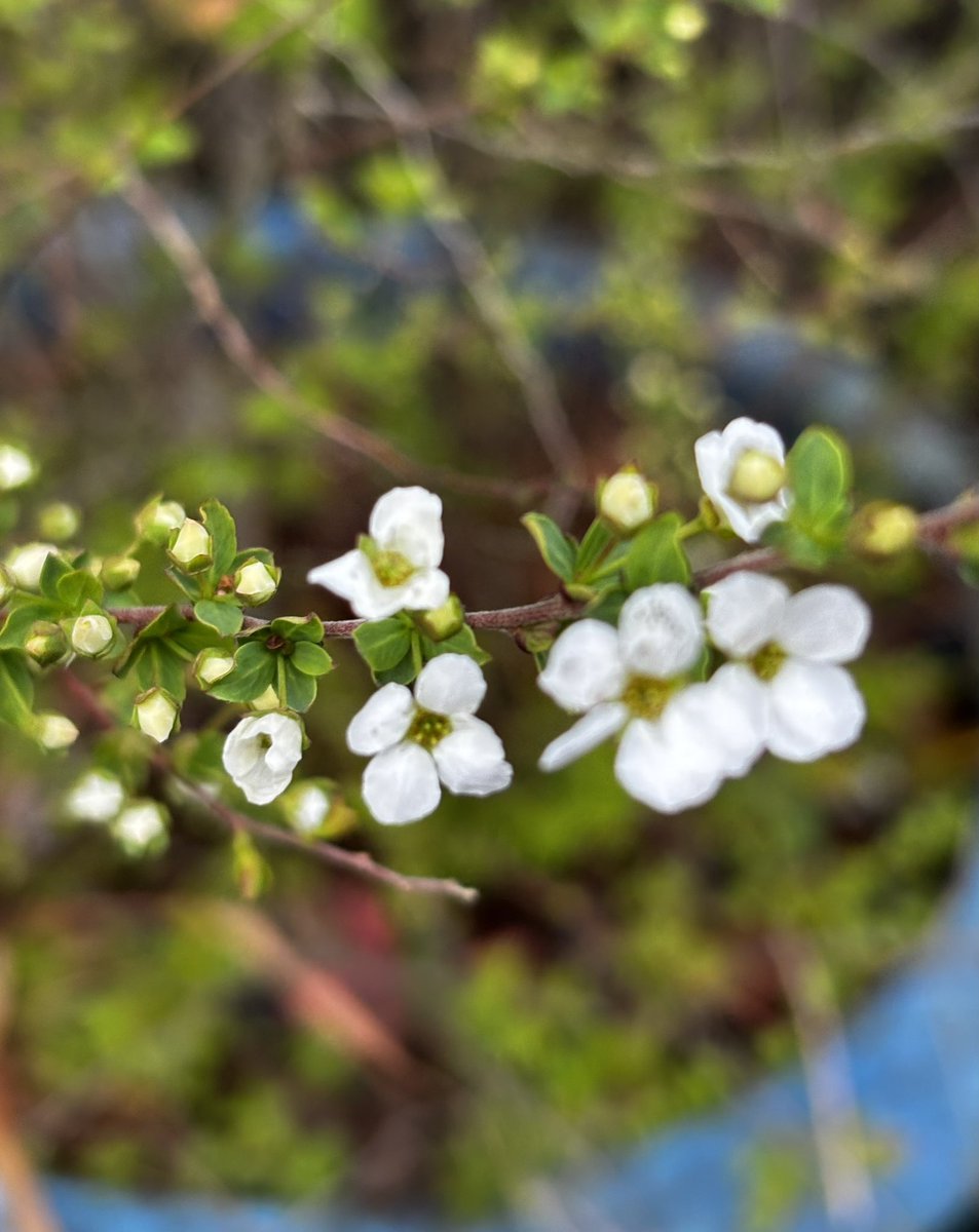 tea🍵てぃー tweet media