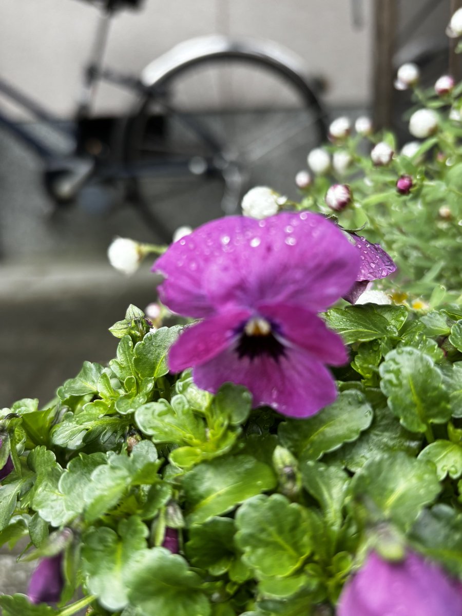 tea🍵てぃー tweet media