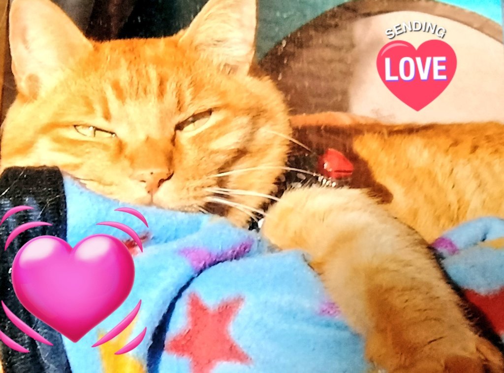 ☘️MITSUBA🐺❤🎸✨ 只今 春眠(仮)中🐑💤 tweet media