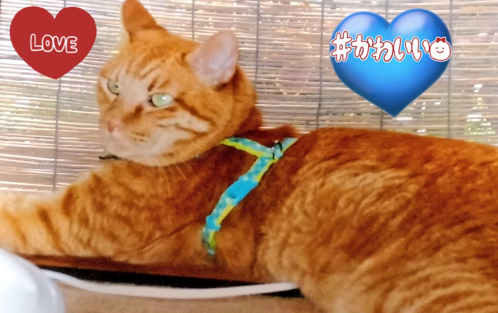 ☘️MITSUBA🐺❤🎸✨ 只今 春眠(仮)中🐑💤 tweet media