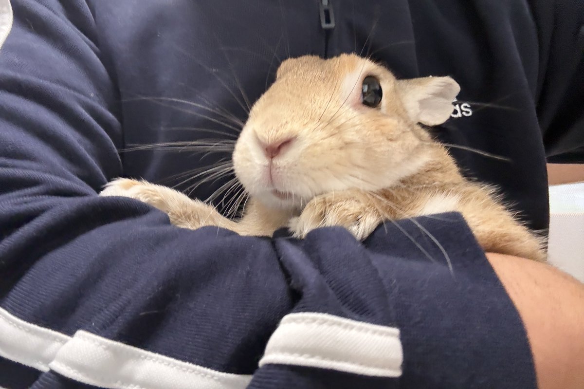 仗助🐰とAndy😛 tweet media