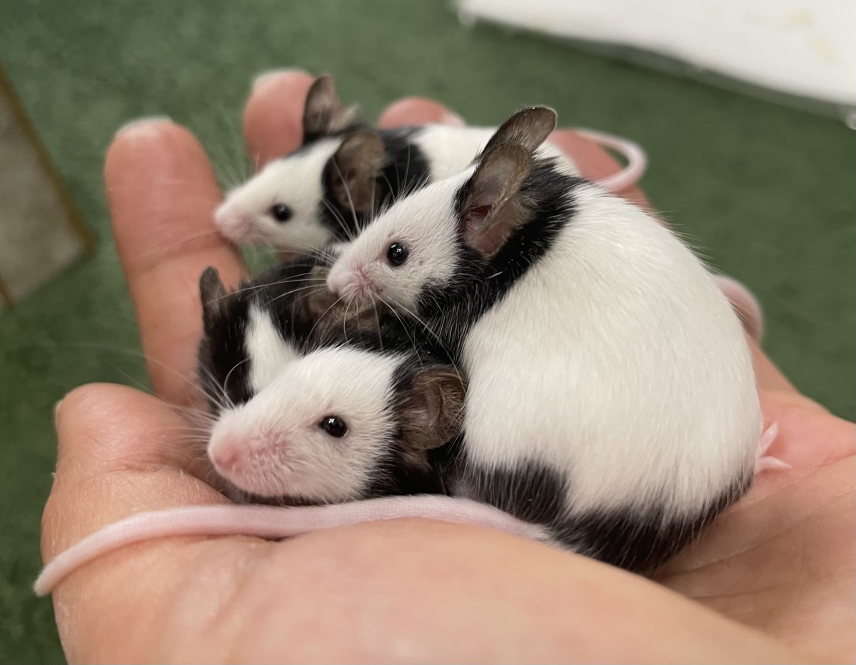 ちょここ tweet media