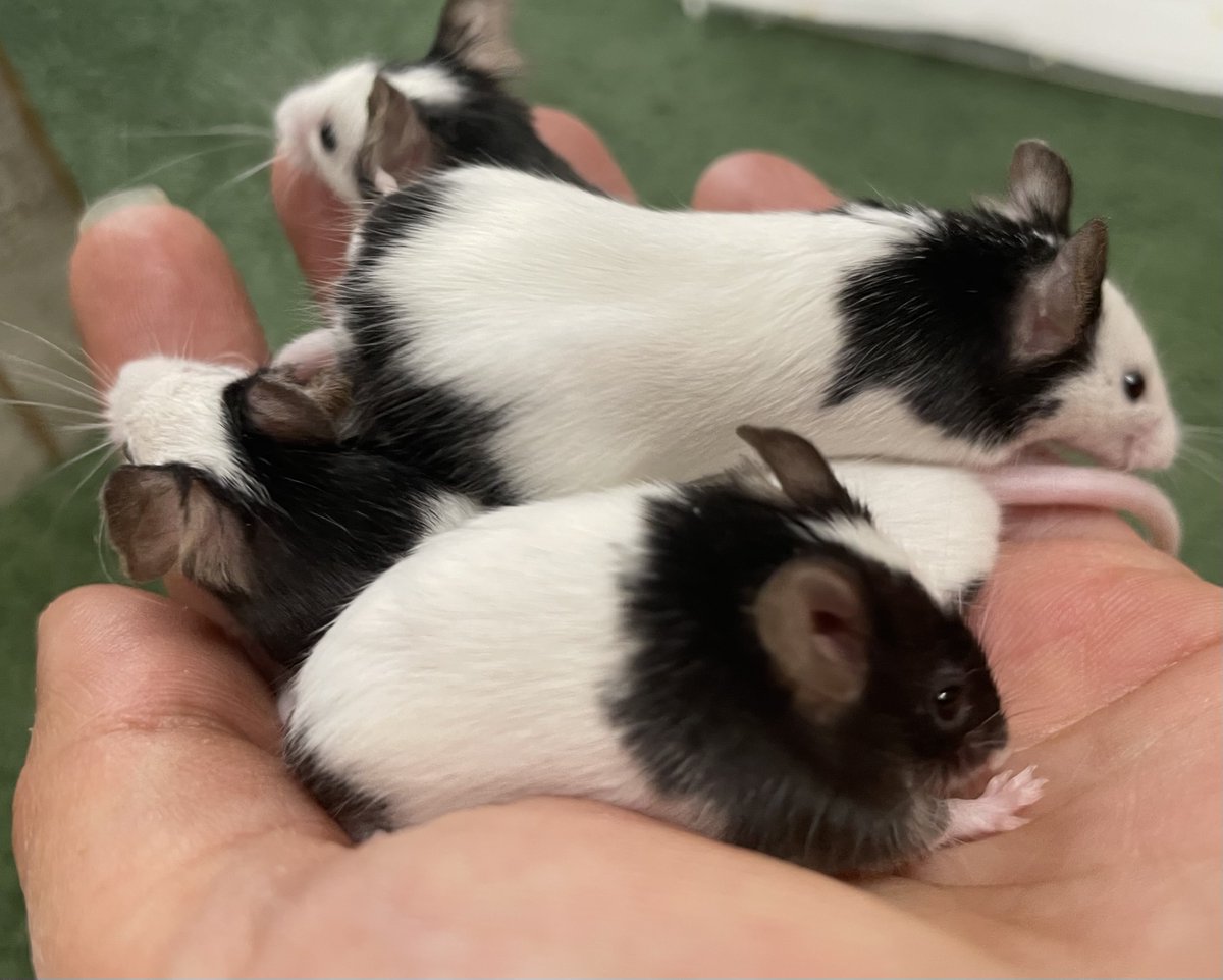 ちょここ tweet media