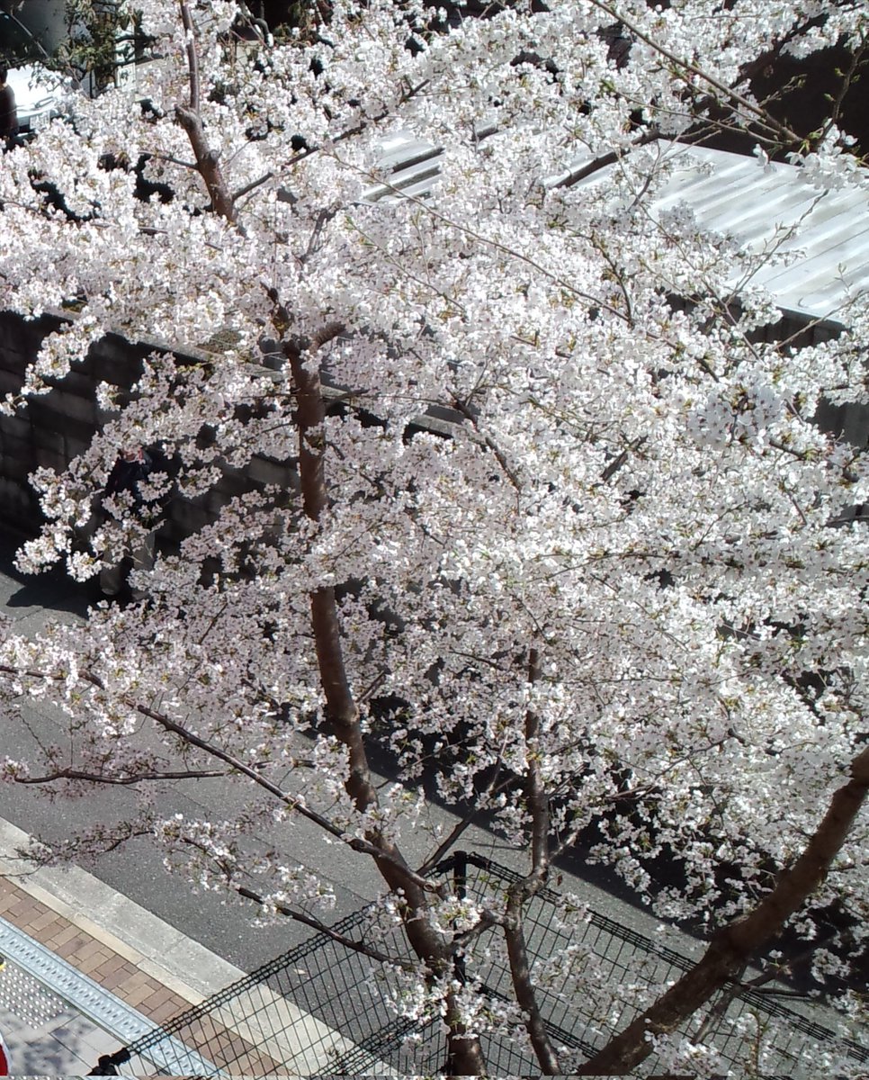 とりあん tweet media