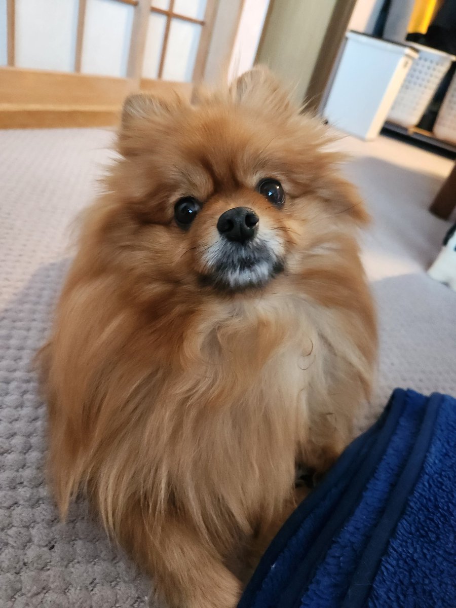 チョコ チョコチ tweet media