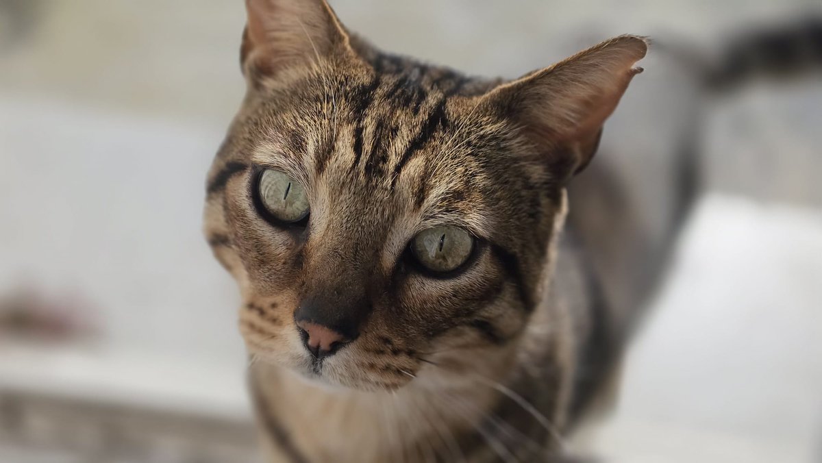 Dan Carter tweet media