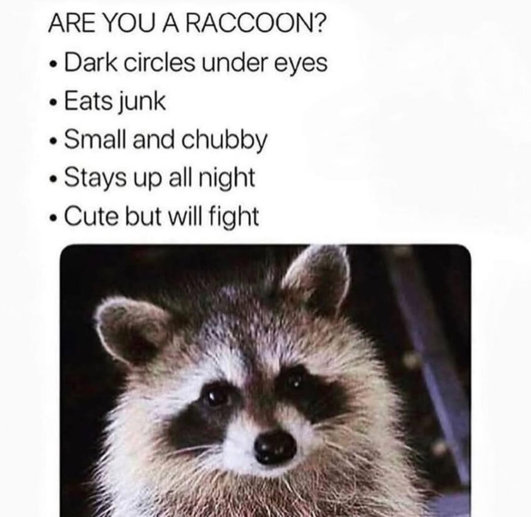 Why you should have a Raccoon tweet media