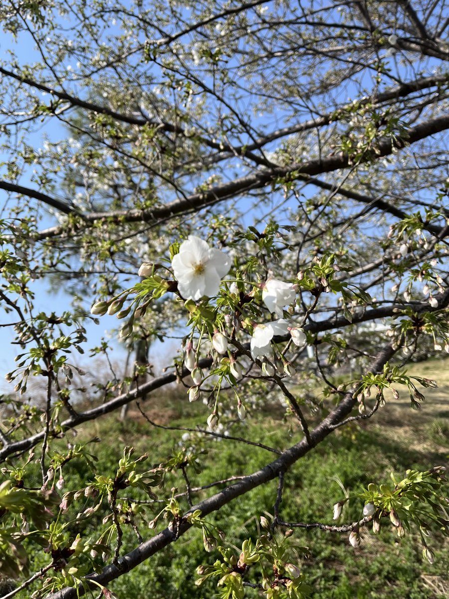 菊池純子 tweet media